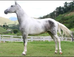 PITUCHA J.G.