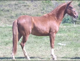 HIMALAIA LENDA