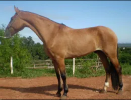 OTHUS DA HELVÉTIA