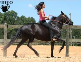 ISAURA