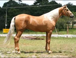 CARAMELO