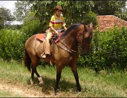 NEGÃO