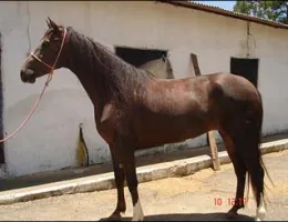 LAMBADA DA SABAÚNA