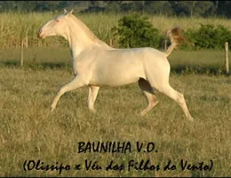 BAUNILHA V.O.