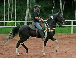 DIAMANTE NEGRO SASSÁ (CAMP. NAC.)