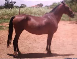 ARONEZA DOS PALMARES