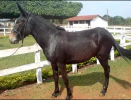 BARÃO