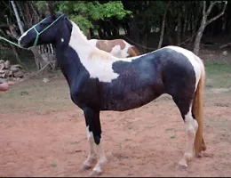 KATRINA DO ERA