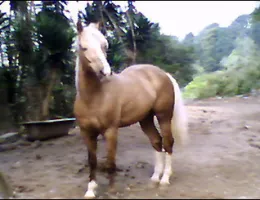 SARGENTO
