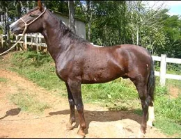 MANDARIN TRES RIOS