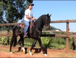 QUERUBIM DO RANCHO VITÓRIA