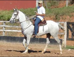 PALADINO