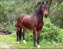 ESPELHO