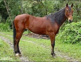 CAPRICHO