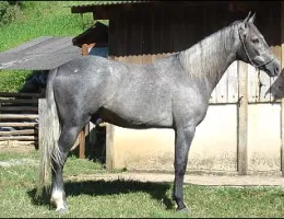 BALÚ LS