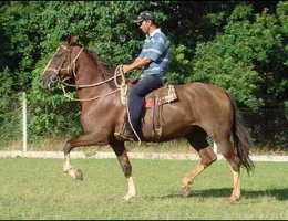 SALPA OJC