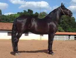 GIMBO DO PANTALEÃO