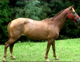 PARAGUAIA