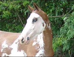 CANINANA