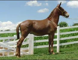 BOLERO