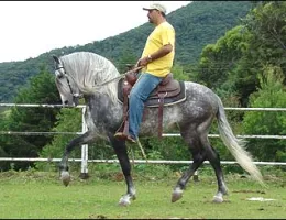 RAVEL DA PURA