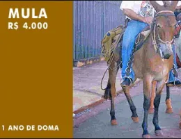 CIGANA