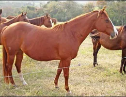 DHANA GAMAY EFFORTS