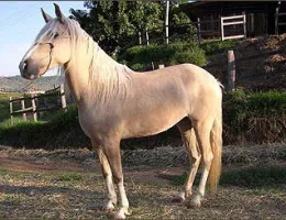 BRIDA