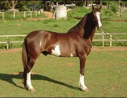 ESCUDO RB