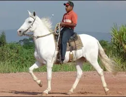 MAGNO
