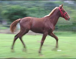 CANÁRIO