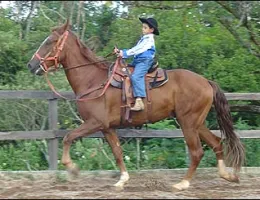 GULLIVER