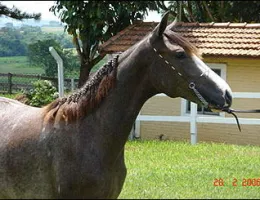 ROMA DO A.E.J