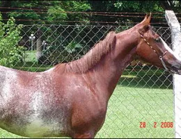 QUIXOTE DO A.E.J