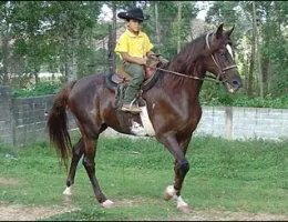 CIGANA RS