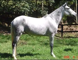 FEITICEIRA DO RANCHO DO ACASO