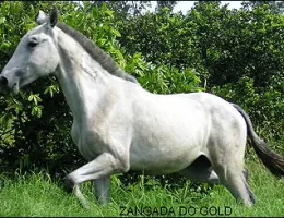 ZANGADA DO GOLD
