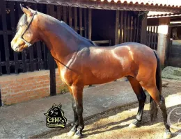 CONHAQUE CHR