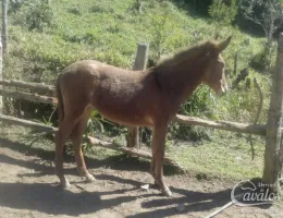 DENGOSA SETE QUEDAS