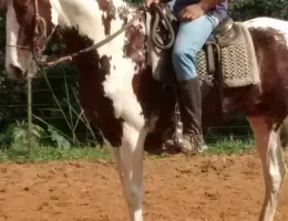 PUITÃ HVR T.E