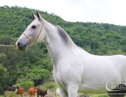 SERTANEJO DO RASF