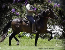 EXTRATO SOLAR DO JAPÍ