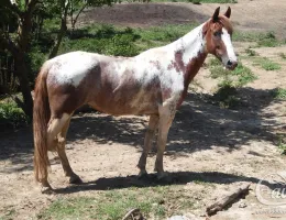 SAFIRA DO HARAS JL