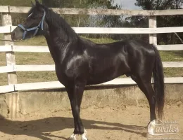 ZORRO SETE QUEDAS