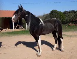 LAMPIÃO DE DAKOTA
