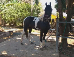 INVICTUS XADREZ 