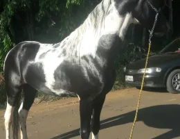 INVICTUS XADREZ