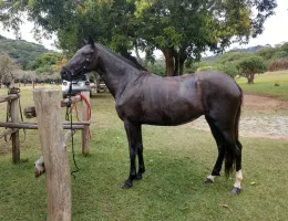 JÓIA RV