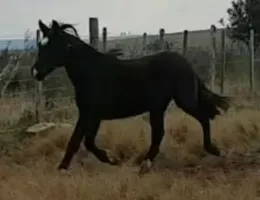 POTRA PRETA CRIOULA REGISTRADA