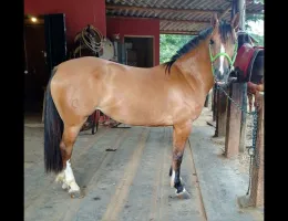 HORTÊNCIA DÁ SANTA LÍGIA